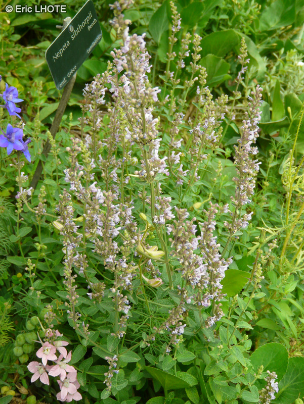 Lamiaceae - Nepeta sibthorpii - Nepète, Chataire