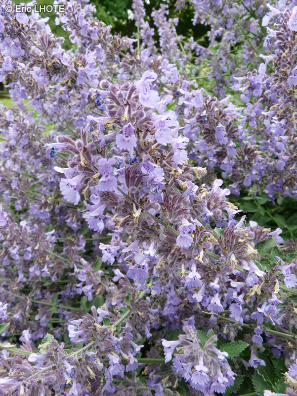  - Nepeta x faassenii - 