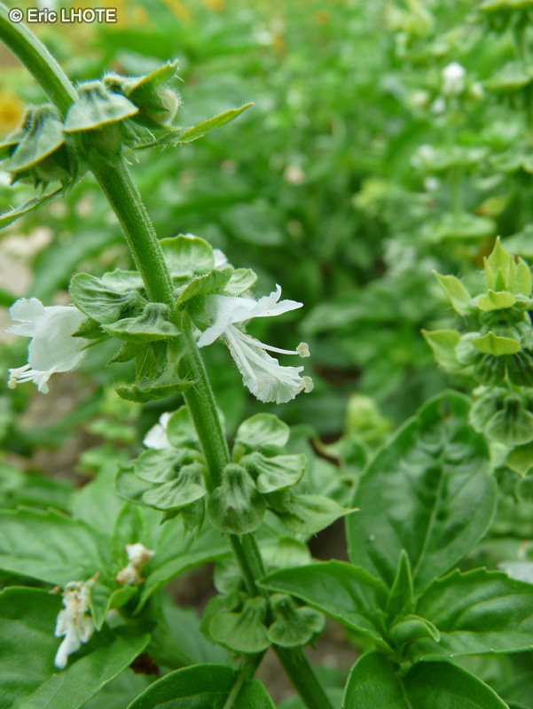  - Ocimum basilicum - 
