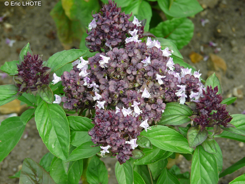 Lamiaceae - Ocimum basilicum Cannelle - Basilic Cannelle
