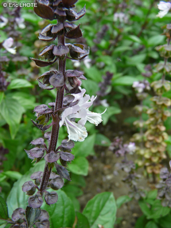 Lamiaceae - Ocimum basilicum purpurascens - Basilic rouge, Basilic pourpre