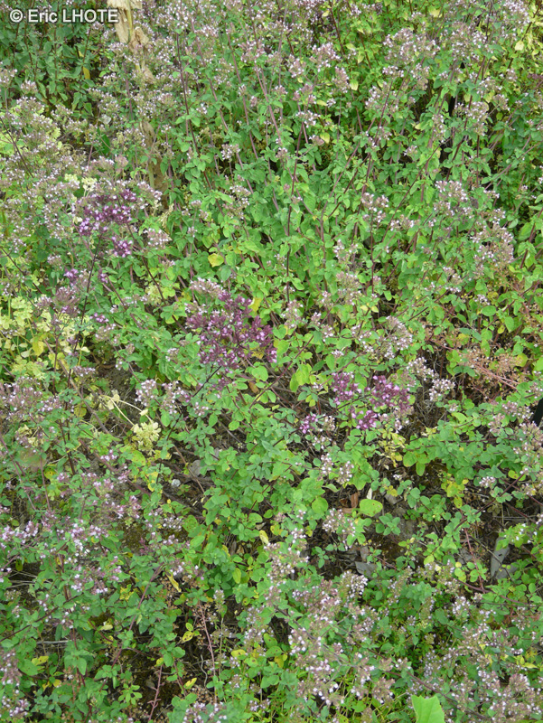  - Origanum laevigatum Purple Charm - 