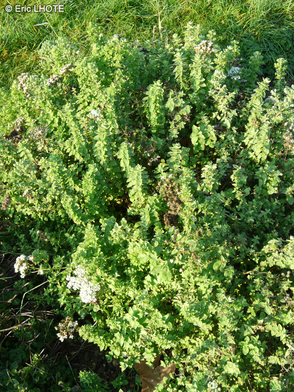  - Origanum onites - 