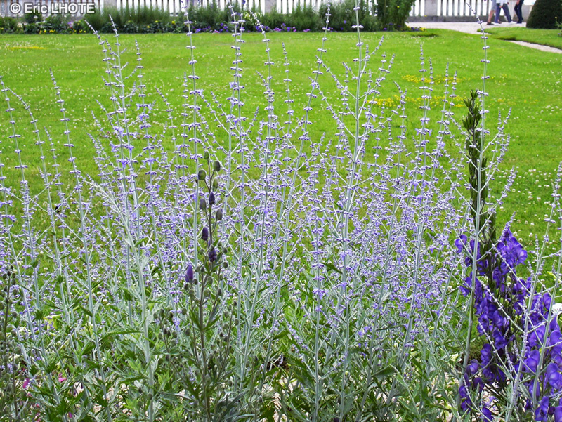  - Perovskia atriplicifolia - 