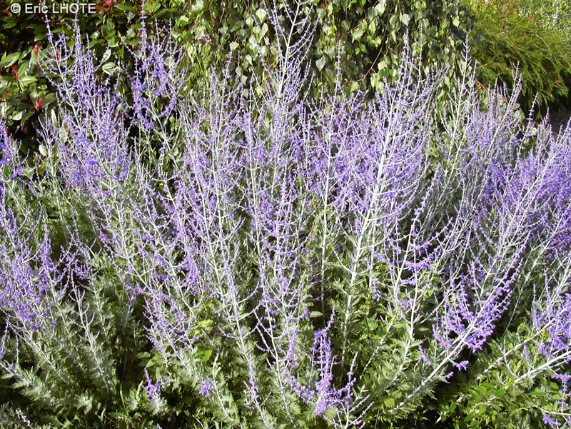 Lamiaceae - Perovskia atriplicifolia - Sauge d&rsquo;Afghanistan