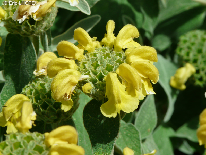 Lamiaceae - Phlomis fruticosa Bourgaei - Sauge de J&eacute;rusalem, Sauge en arbre