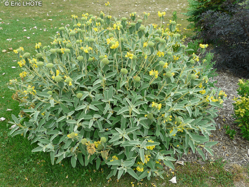  - Phlomis russeliana, Phlomis viscosa - 