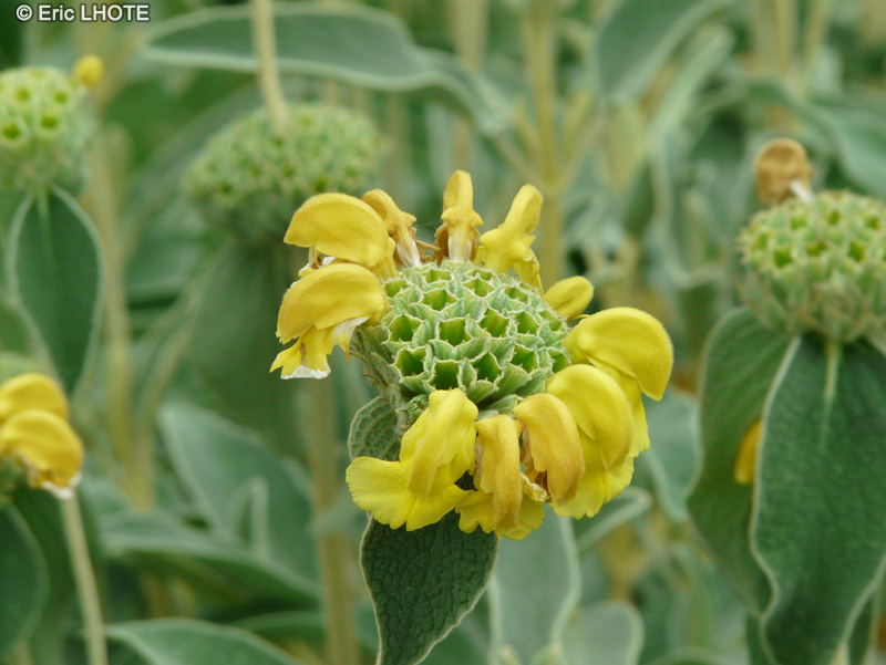 Lamiaceae - Phlomis russeliana, Phlomis viscosa - Phlomis de Russell