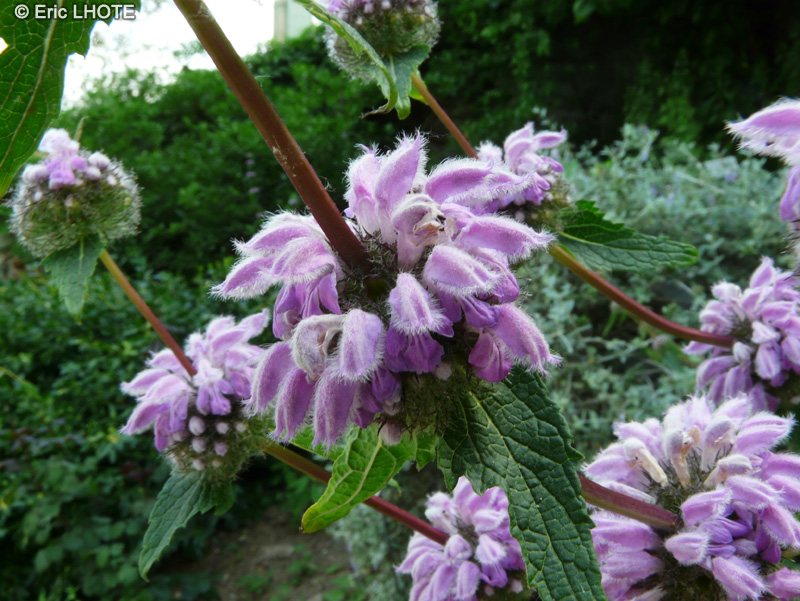  - Phlomis tuberosa - 