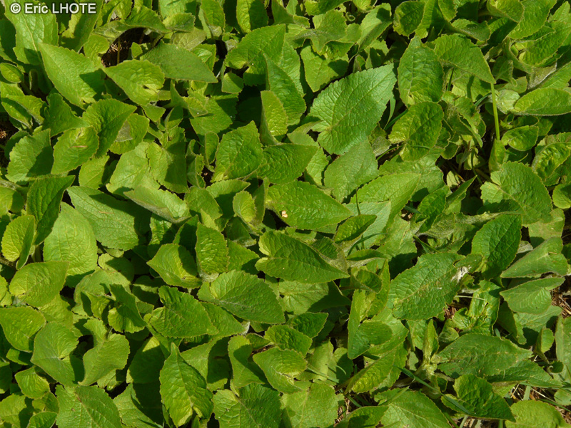  - Phlomis tuberosa - 