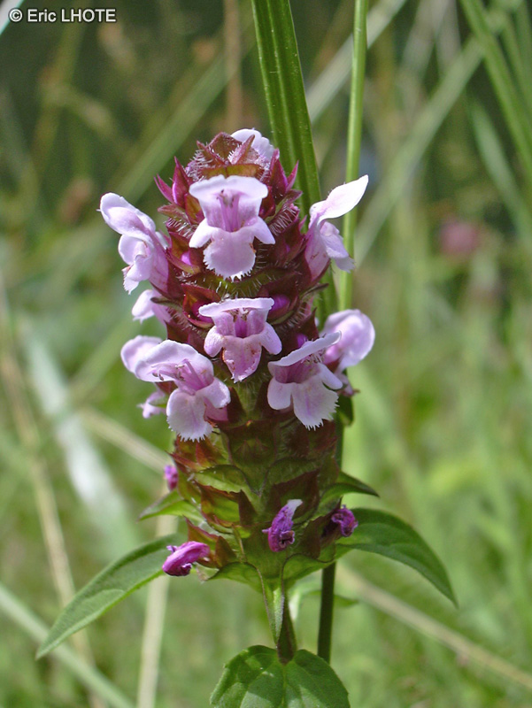  - Prunella vulgaris - 