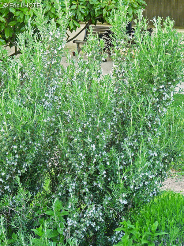 Lamiaceae - Rosmarinus officinalis - Romarin officinal