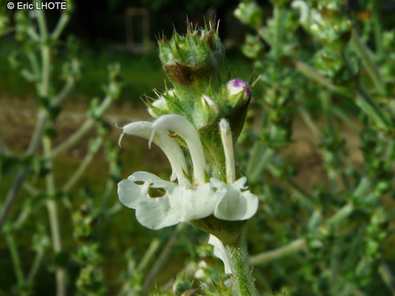  - Salvia aethiopis - 