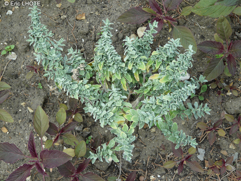  - Salvia africana - 
