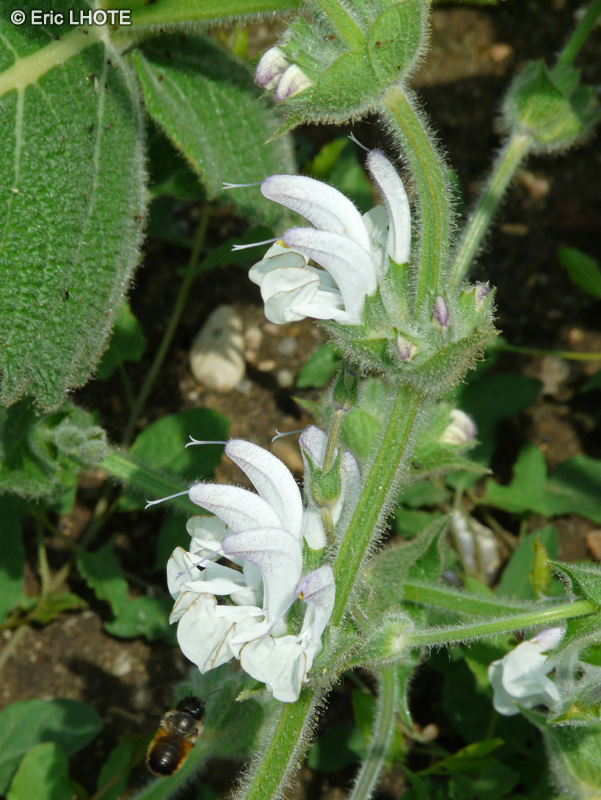  - Salvia argentea - 