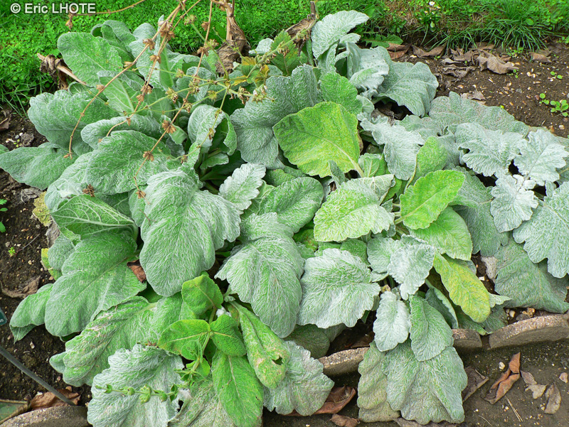 Lamiaceae - Salvia argentea - Sauge argentée