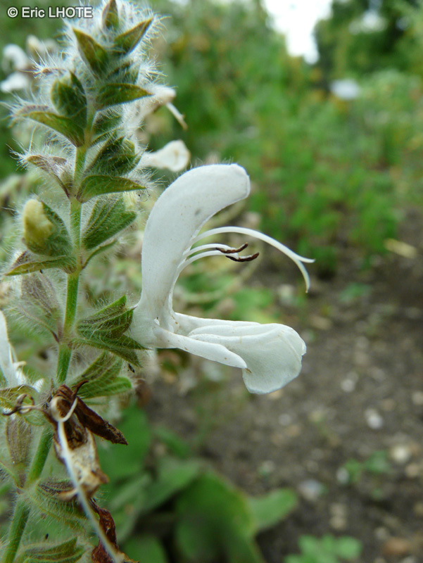  - Salvia broussonetii - 