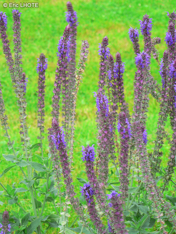 Lamiaceae - Salvia campanulata - Sauge campanulée