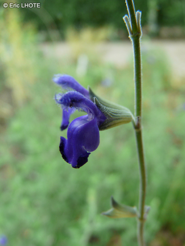  - Salvia chamaedryoides - 