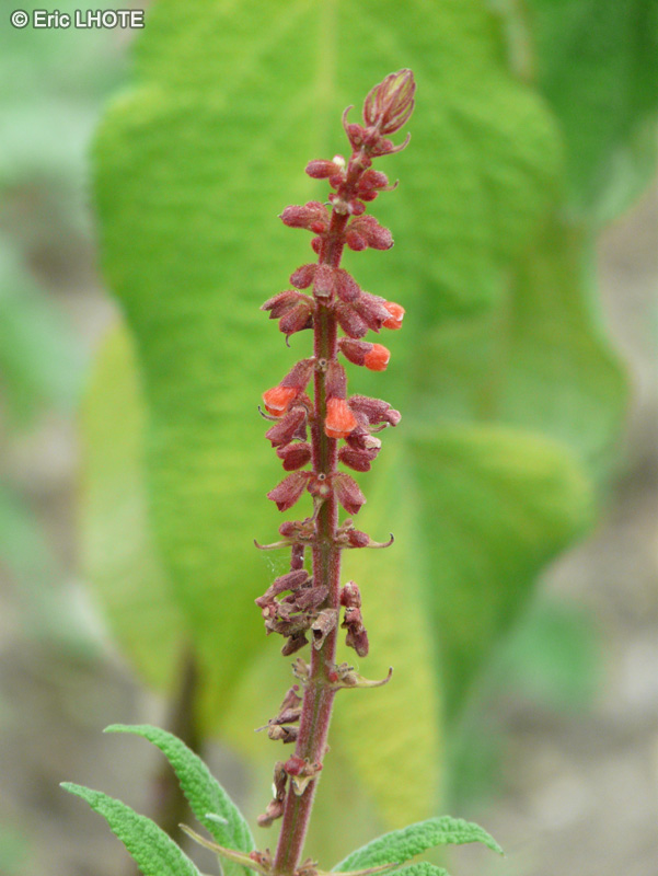  - Salvia confertiflora - 