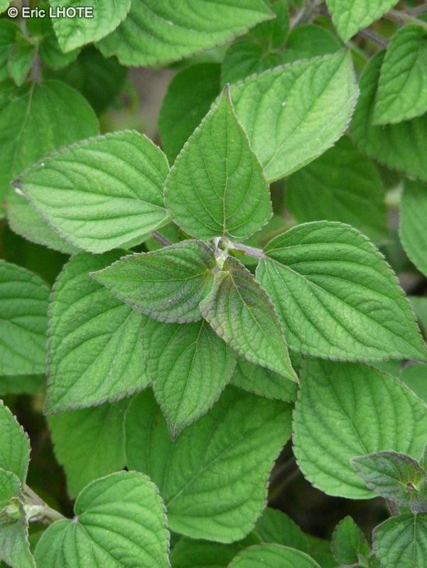  - Salvia elegans - 
