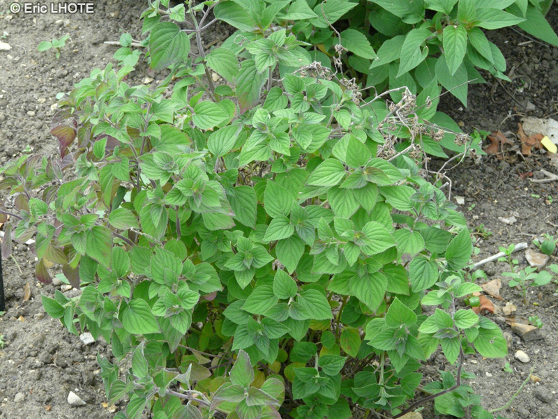Lamiaceae - Salvia elegans - Sauge ananas