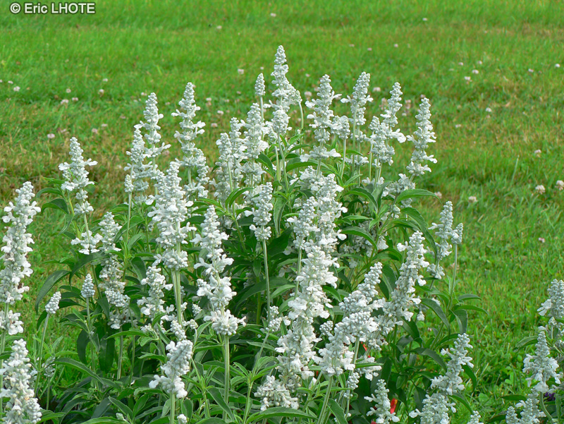  - Salvia farinacea Cirrus - 