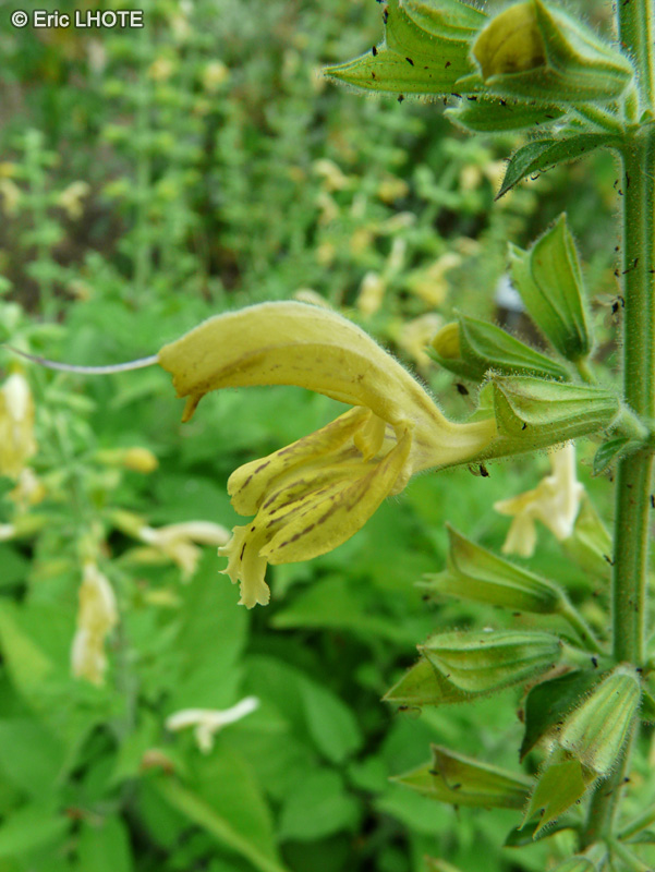  - Salvia glutinosa - 