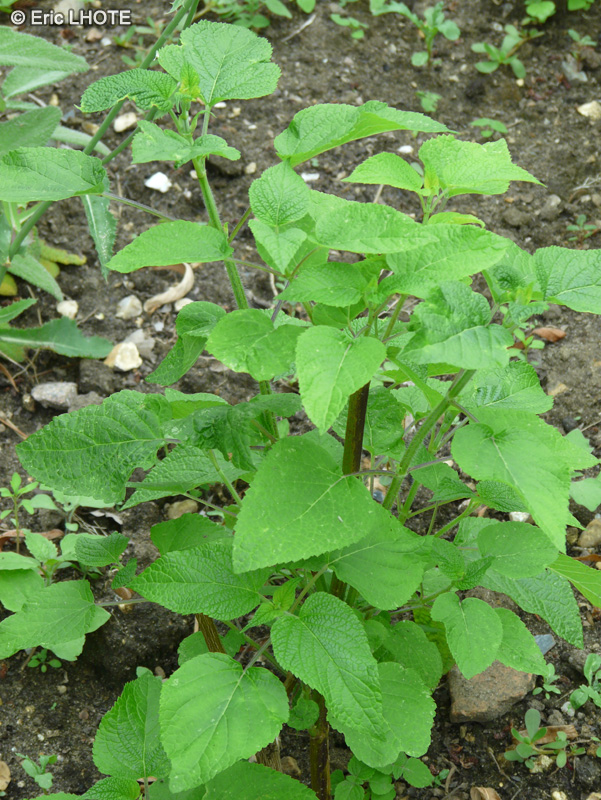  - Salvia ianthina - 