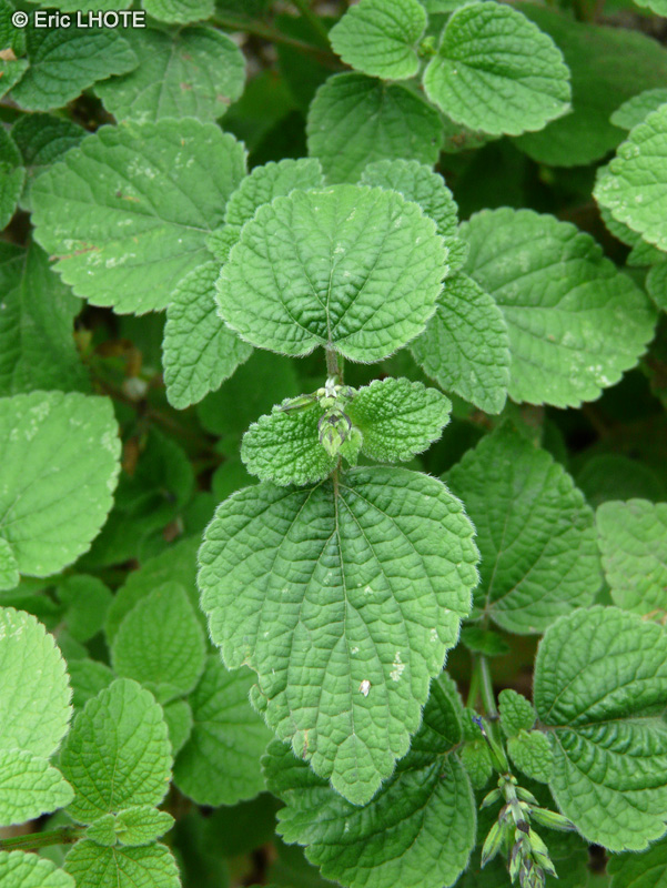  - Salvia interrupta - 