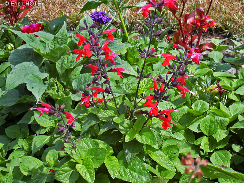 Lamiaceae - Salvia involucrata X - Sauge involucre