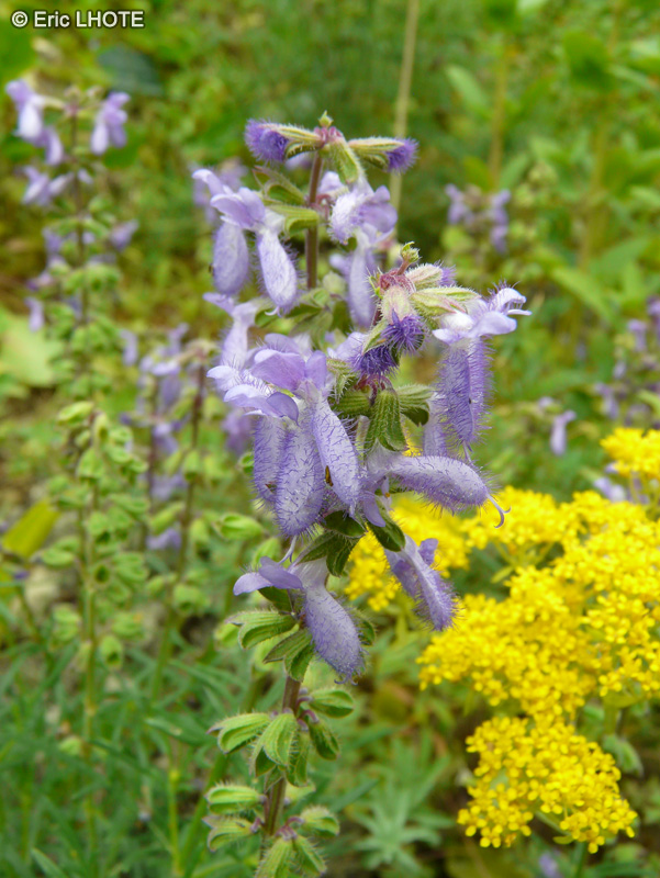  - Salvia jurisicii - 