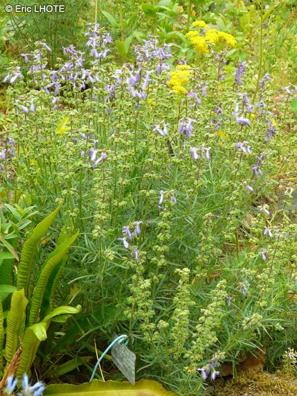 Lamiaceae - Salvia jurisicii - Sauge &agrave; plume