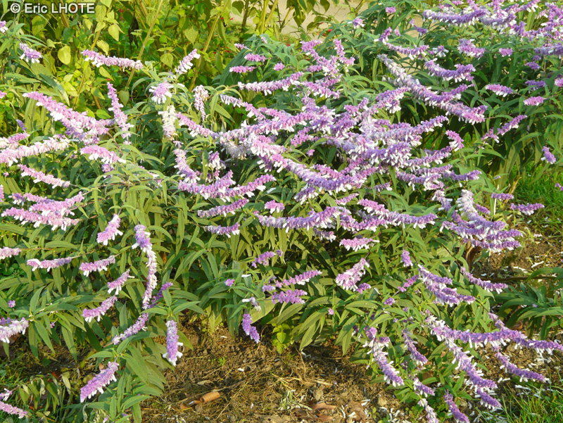 - Salvia leucantha - 