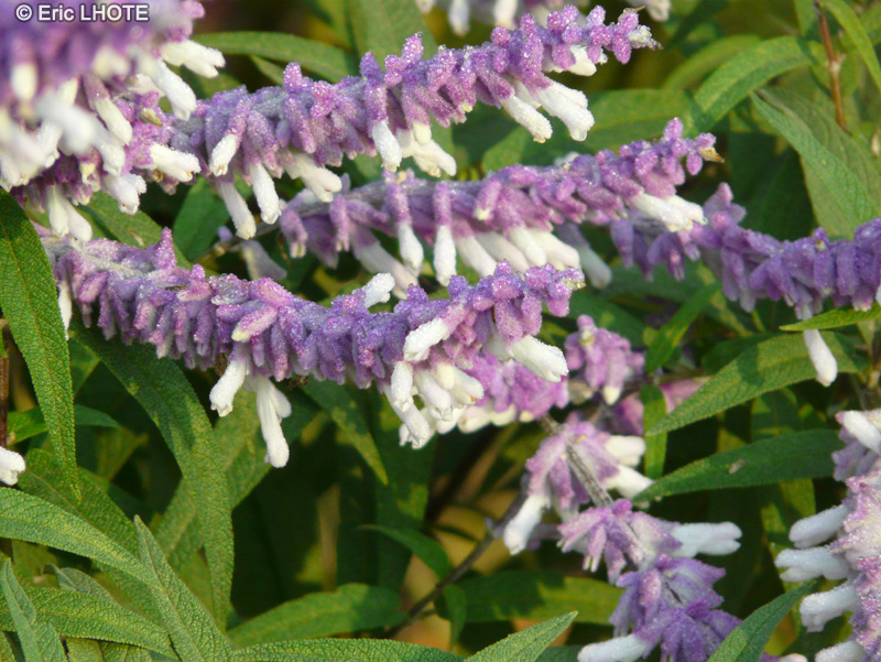  - Salvia leucantha - 