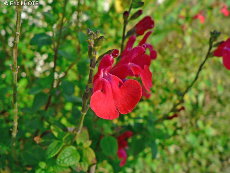  - Salvia microphylla Grahamii - 
