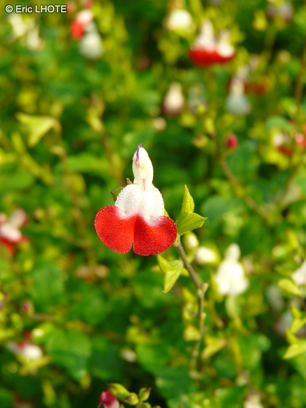 - Salvia microphylla Hot Lips - 