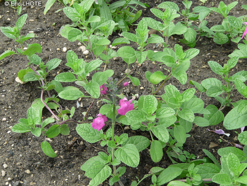 Lamiaceae - Salvia microphylla Pink Blush - Sauge à petites feuilles