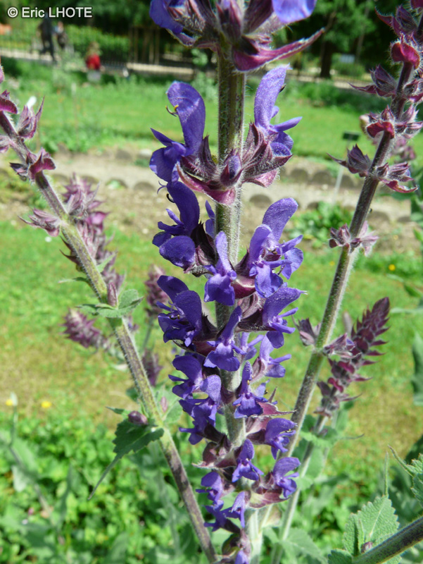  - Salvia nemorosa - 