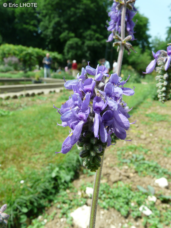  - Salvia nutans - 
