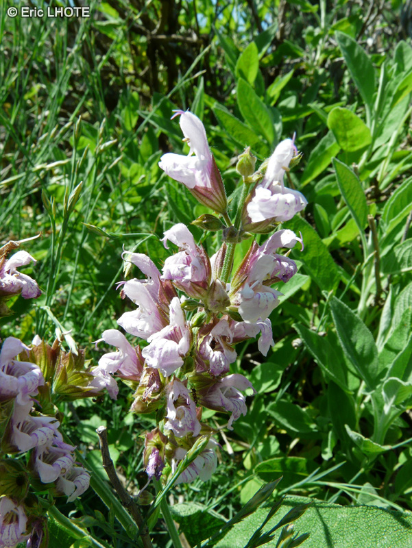  - Salvia officinalis - 