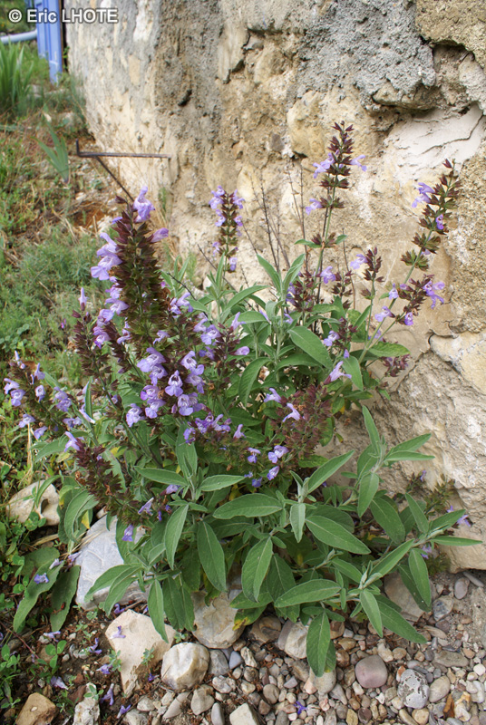  - Salvia officinalis - 