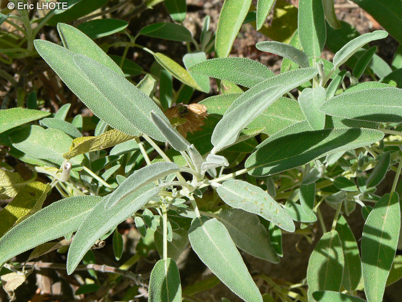  - Salvia officinalis - 