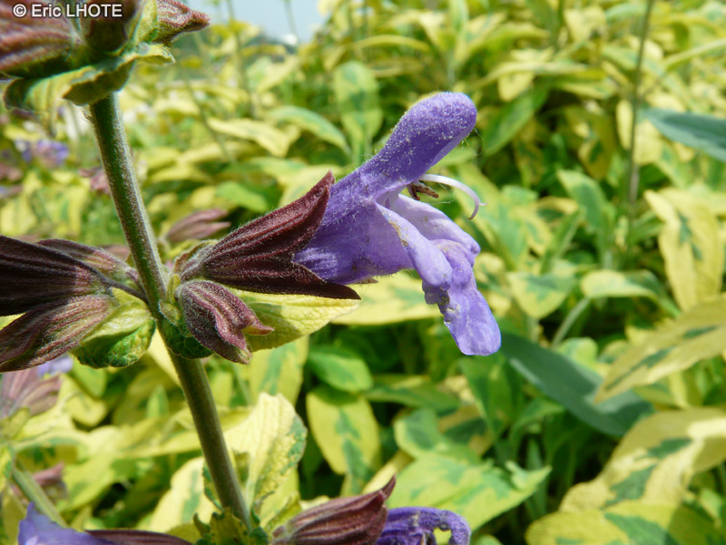  - Salvia officinalis aurea - 