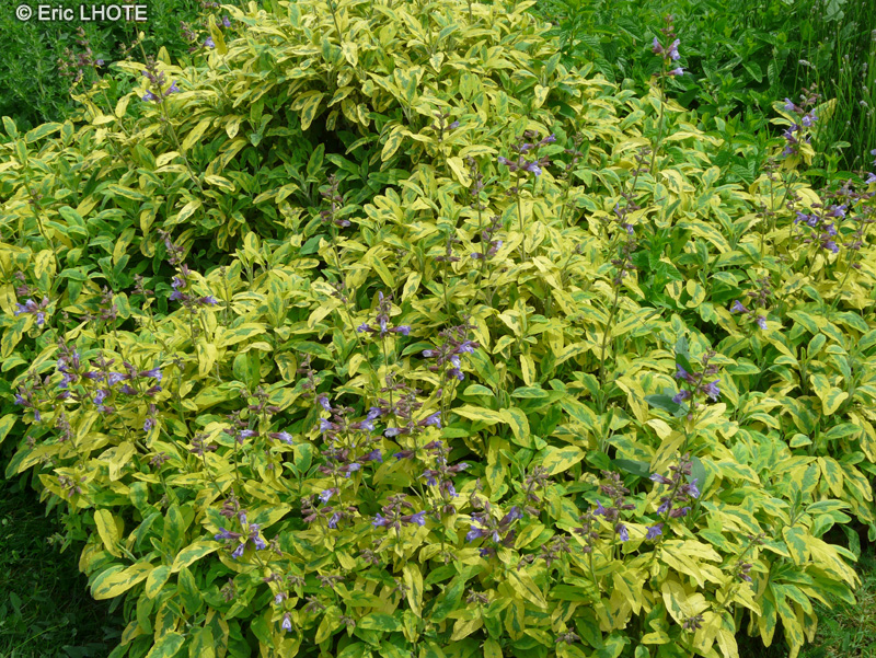  - Salvia officinalis aurea - 