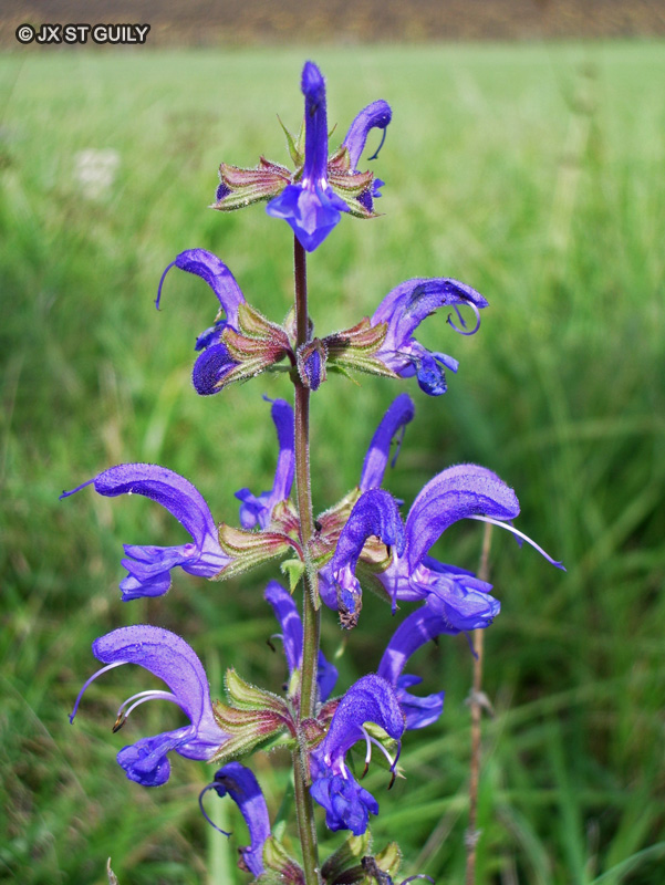 Lamiaceae - Salvia pratensis - Sauge des prés