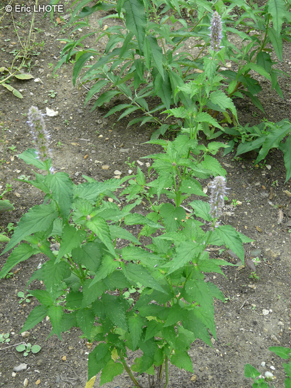  - Salvia sp. - 