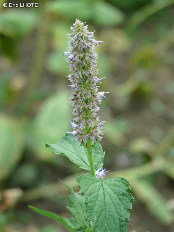 Lamiaceae - Salvia sp. - Sauge