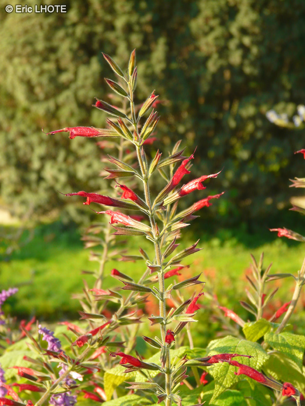  - Salvia splendens - 