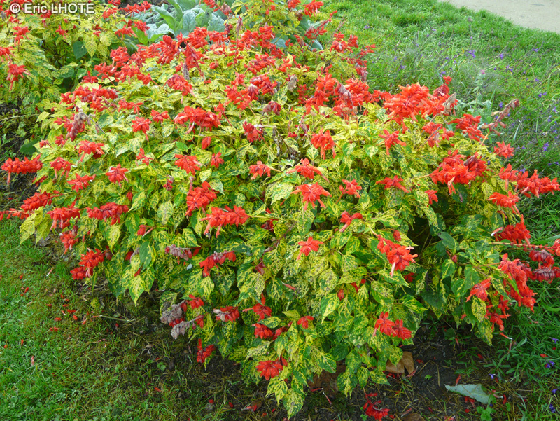Lamiaceae - Salvia splendens Dancing Flame - Sauge éclatante